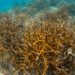 Staghorn coral