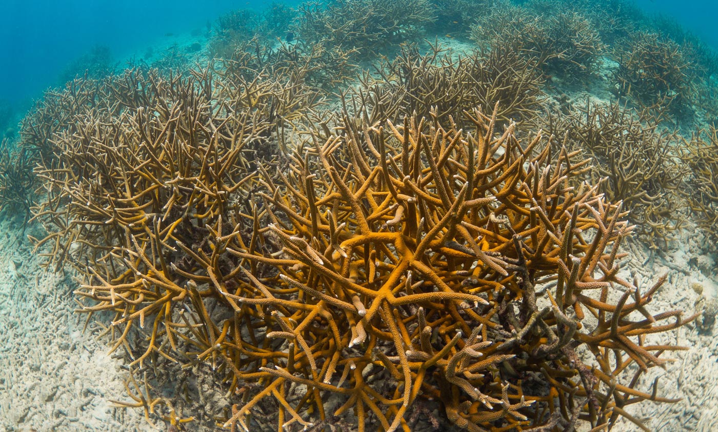 Staghorn coral