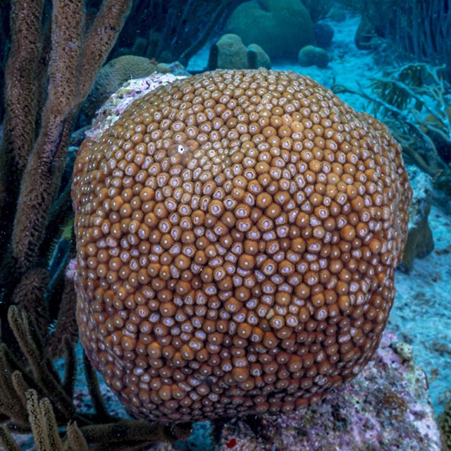 DSC08441small Great star coral (Montastraea cavernosa)
