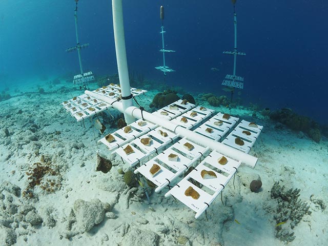 RRFB-boulder-coral-tray Traditional coral nursery tree were modified with tray structures to support the growth of boulder corals.