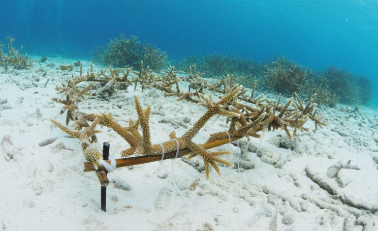 coral restoration on bonaire