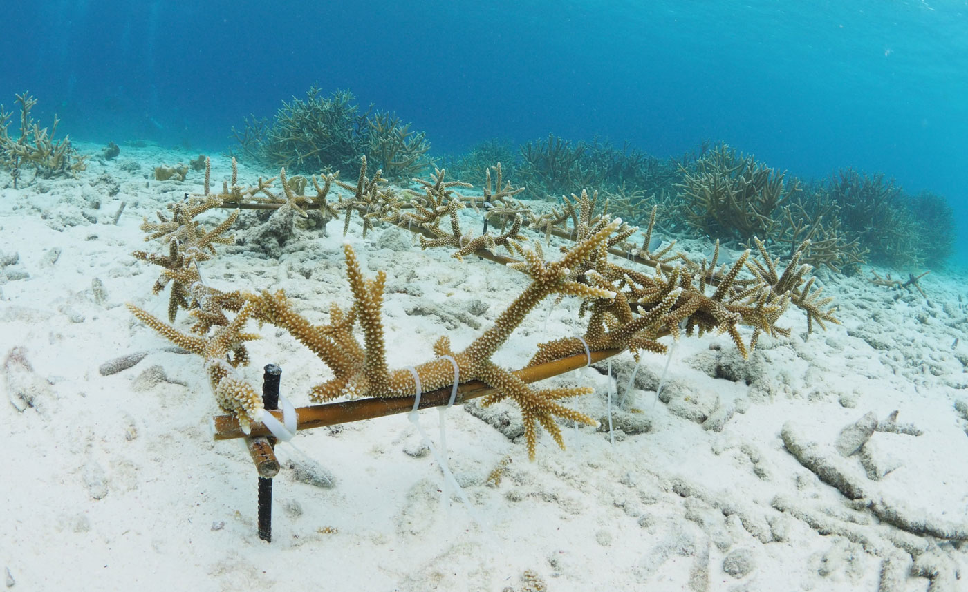coral restoration on bonaire
