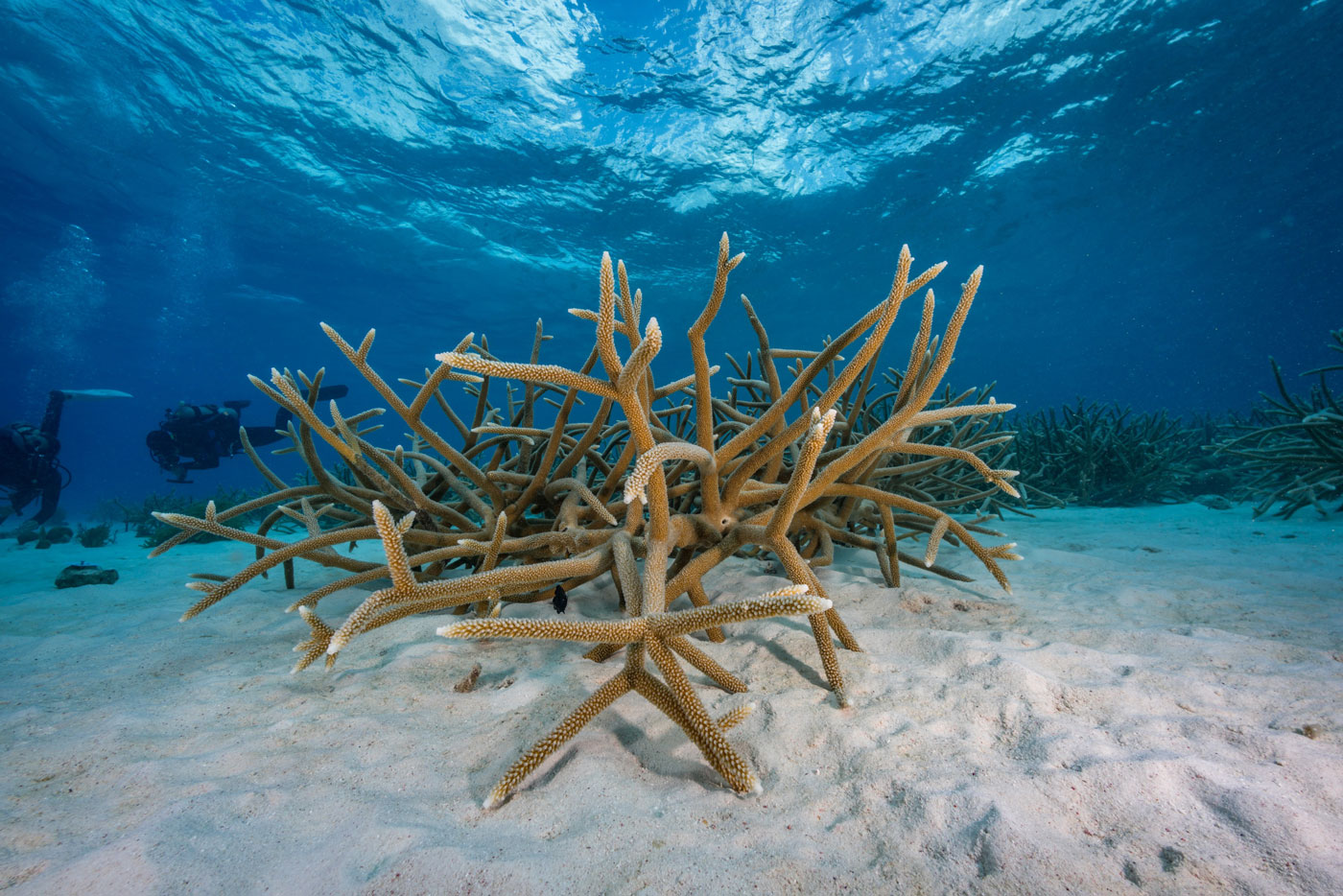 donate reef renewal foundation