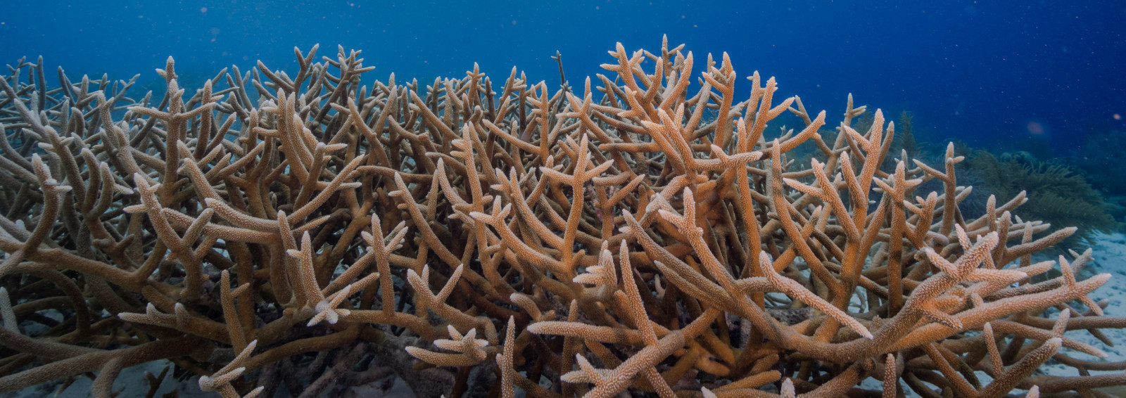 Coral restoration Bonaire foundation