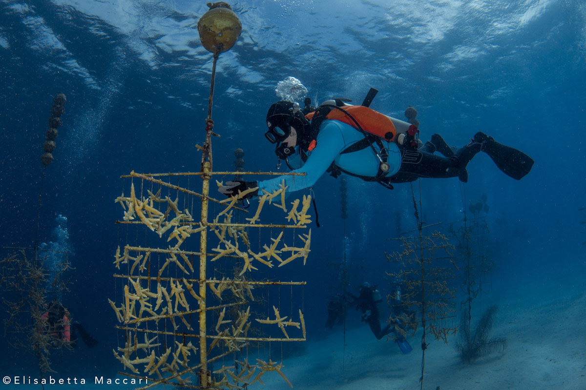 about reef renewal foundation bonaire