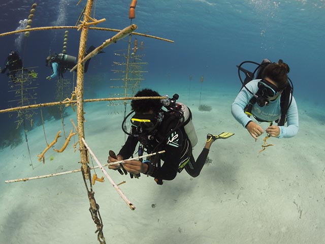 PC241012-1536x1152 Hanging and tying corals in the Klein Bonaire nursery