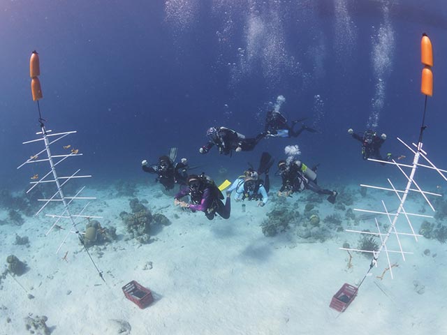 P1120102-1536x1152 Divi Dive Bonaire in the coral nursery