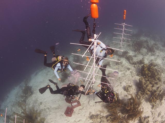 P1140149-1536x1152 VIP Diving in their new coral nursery