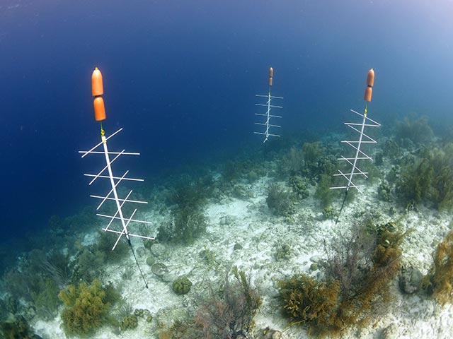 Three coral nursery trees hover above the reef at Bachelor's Beach.