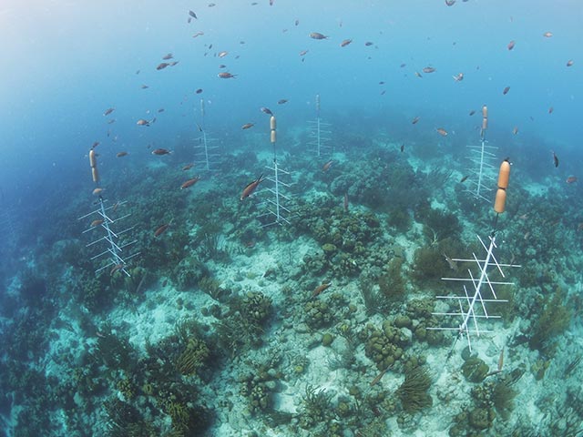 P3100171edit Ten coral nursery trees hover above the reef at the Punt Vierkant pop-up nursery.