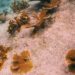 Elkhorn Corals Planted at Oil Slick Leap