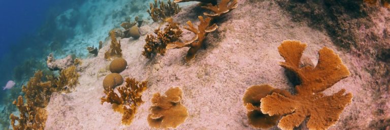 Elkhorn Corals Planted at Oil Slick Leap