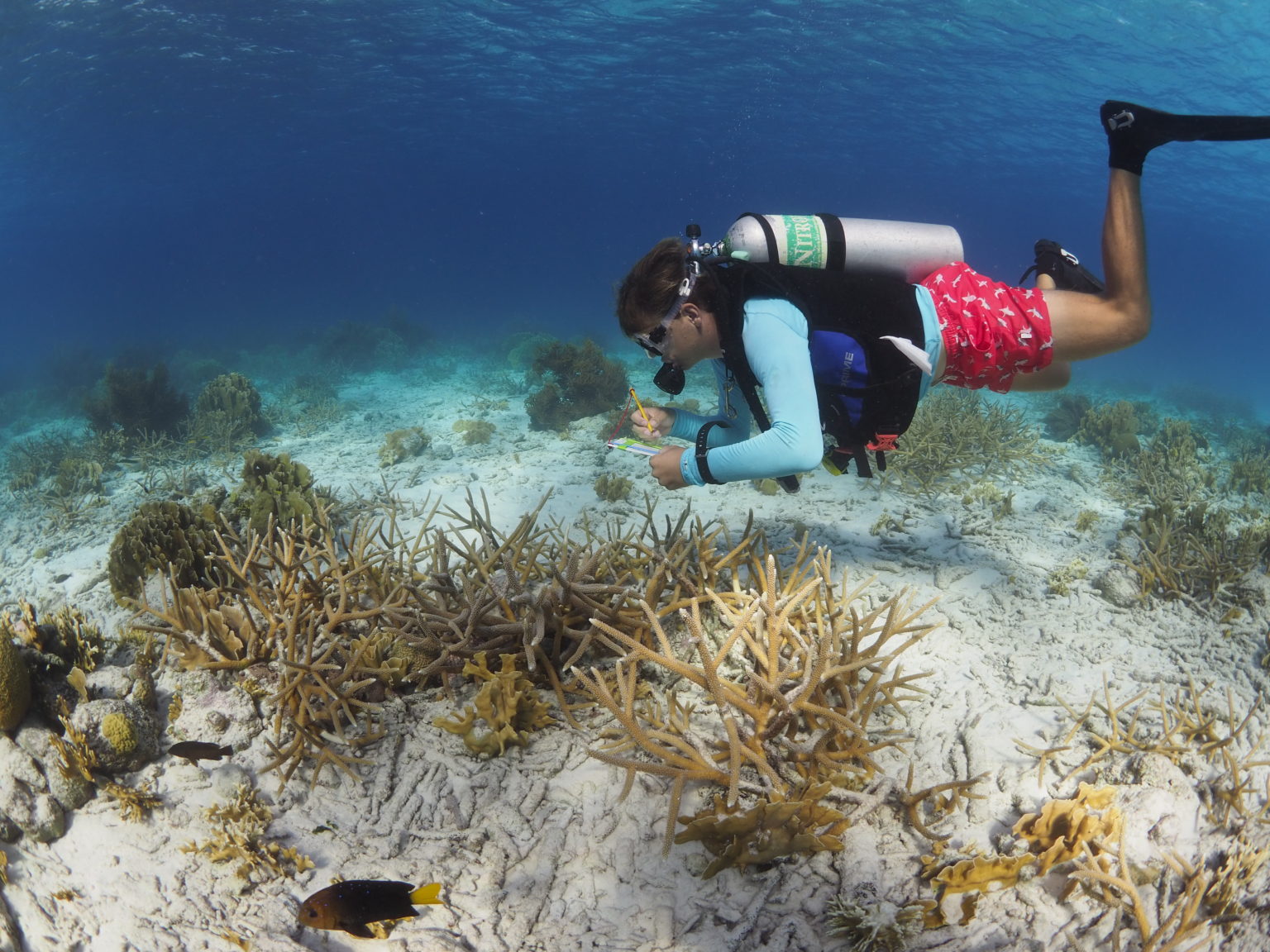 OLYMPUS DIGITAL CAMERA Sander counting marine life