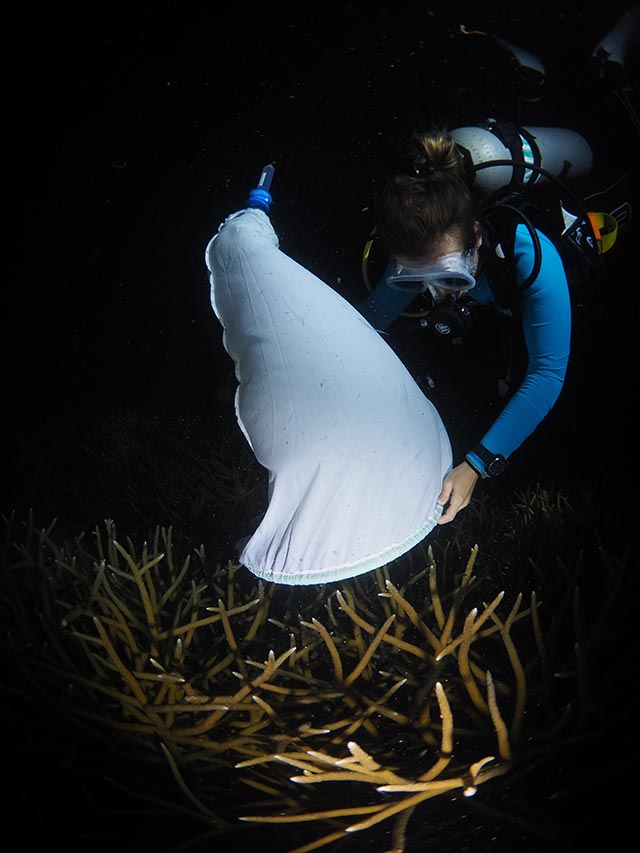 RRFB-Spawning-11-vert Diver tests a collection net designed to collect staghorn gametes at Jeff Davis Memorial.