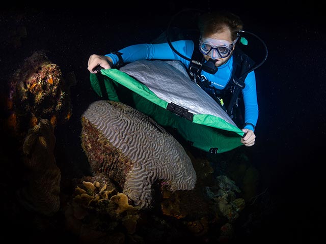 RRFB-Spawning-2-small RRFB Assistant Coordinator, Garrett Fundakowski, places a collection net over a boulder brain coral.