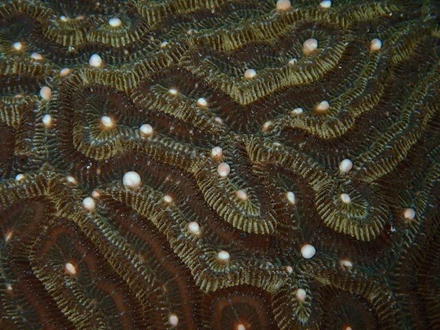 RRFB-Spawning-8-small A wild colony of boulder brain coral spawns during September spawning event at Buddy's Reef.