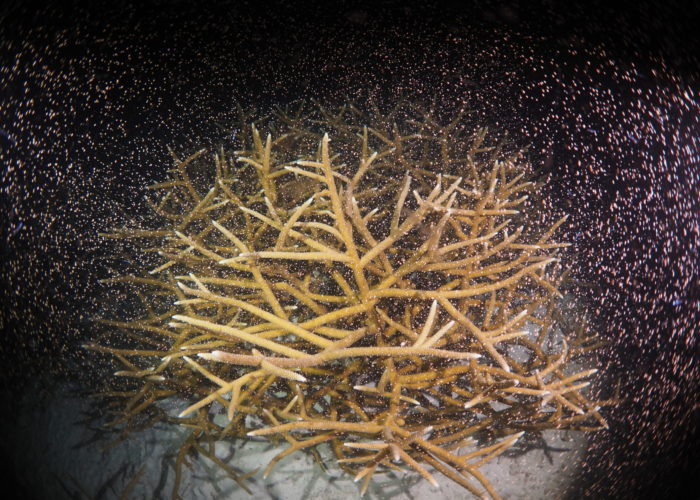 RRFB Staghorn spawn RRFB Staghorn spawn