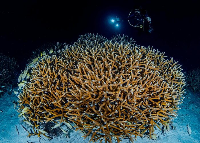 Staghorn Coral_Lorenzo Staghorn Coral_Lorenzo