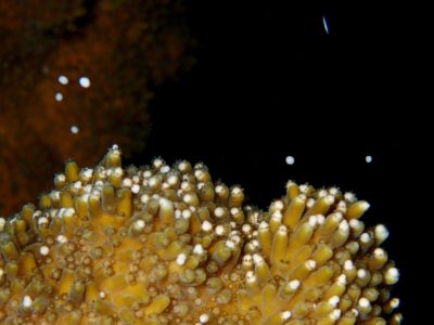Evan Culbertson Photo by Evan Culbertson / The Virginia Aquarium.
An example of coral spawning in Elkhorn coral (Acropora palmata). Coral polyps can be seen releasing sperm/egg bundles which will float up to the ocean surface to mix and fertilize.